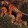 Tiger's Avatar
